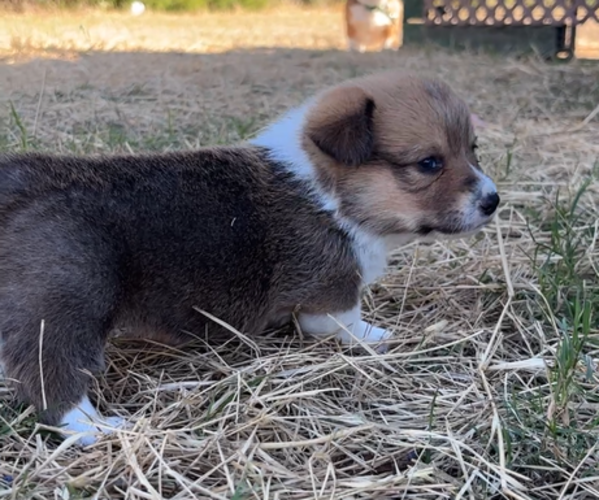 Medium Photo #5  Breeder Profile in MIDLOTHIAN, TX, USA