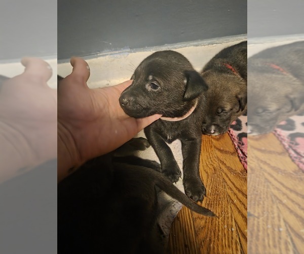 Medium Photo #6  Breeder Profile in GENOA, IL, USA