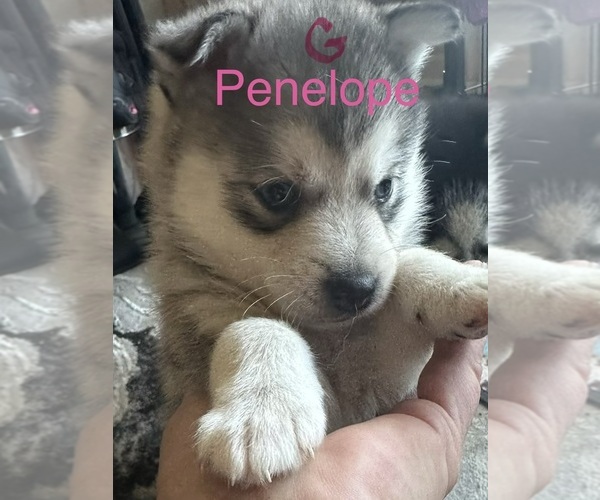 Medium Photo #4  Breeder Profile in ROSEVILLE, MI, USA