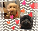 Small #1 Breeder Profile image