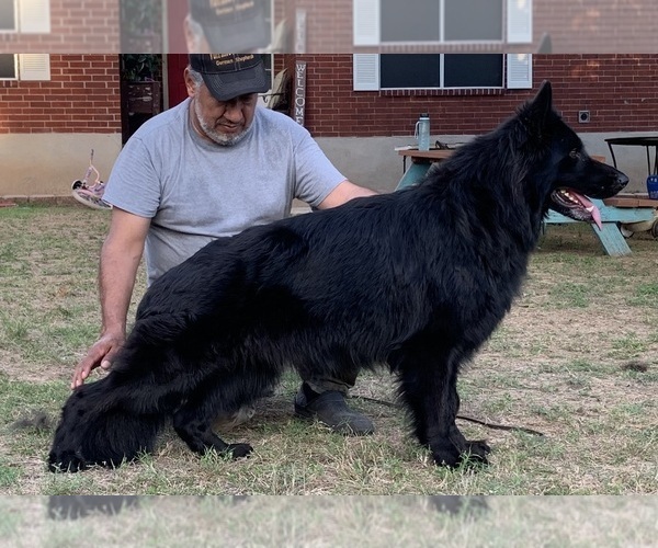 Medium Photo #1  Breeder Profile in SAN ANTONIO, TX, USA