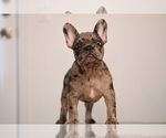 Small breeder photo