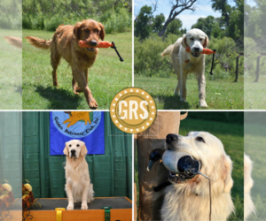 Golden Retriever Dog Breeder near GATE, OK, USA