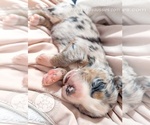 Small #37 Breeder Profile image