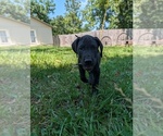 Small Photo #15  Breeder Profile in WALNUT GROVE, MO, USA