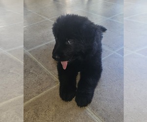 German Shepherd Dog Dog Breeder near JERSEYVILLE, IL, USA