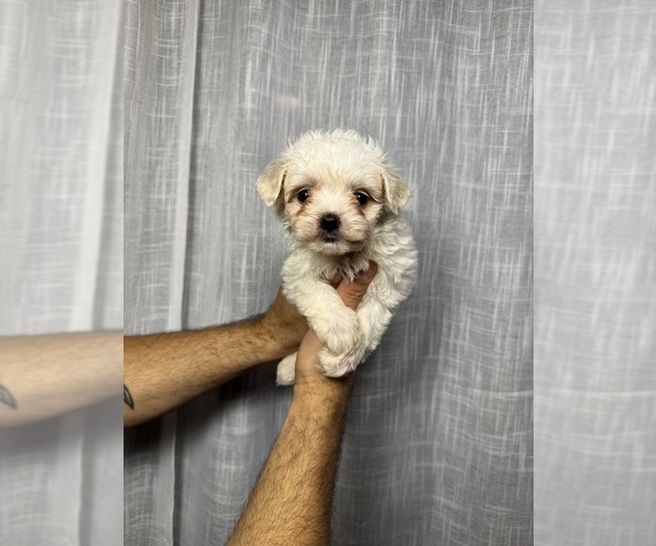 Medium Photo #2  Breeder Profile in ORLANDO, FL, USA