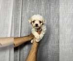Small #1 Breeder Profile image