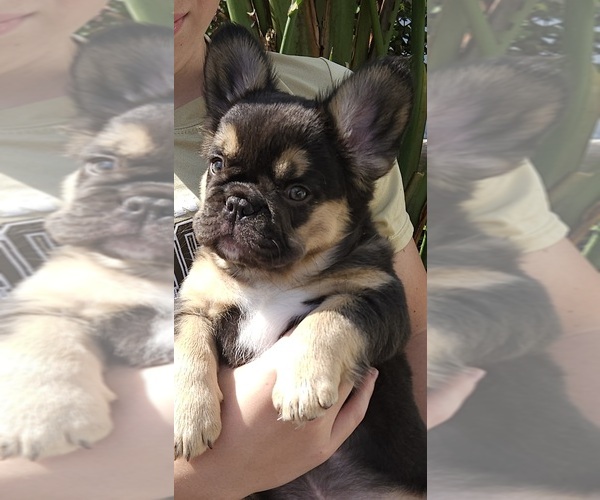 Medium Photo #20  Breeder Profile in FENTON, MO, USA