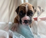 Small breeder photo