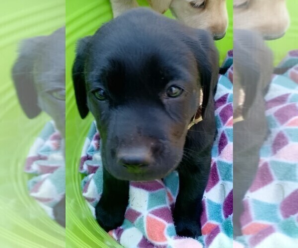 Medium Photo #13  Breeder Profile in IONE, CA, USA