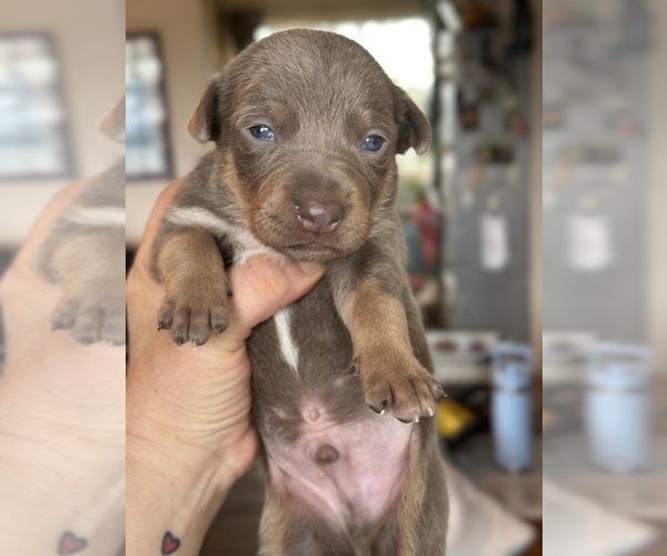 Medium Photo #62  Breeder Profile in CAMAS, WA, USA