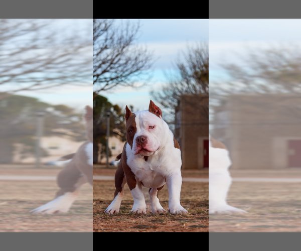 Medium Photo #1  Breeder Profile in ABILENE, TX, USA