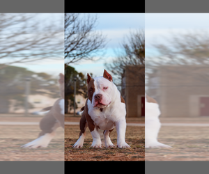Medium Breeder Profile Photo