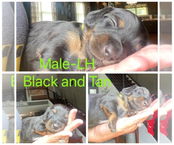 Medium Photo #1  Breeder Profile in MC MINNVILLE, TN, USA