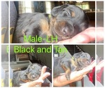 Small breeder photo