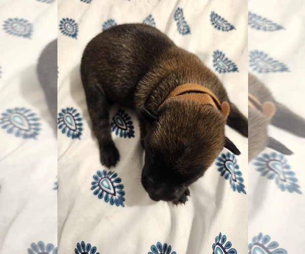 Medium Photo #15  Breeder Profile in SHICKSHINNY, PA, USA