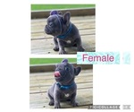 Small Photo #3  Breeder Profile in BROOKSVILLE, FL, USA