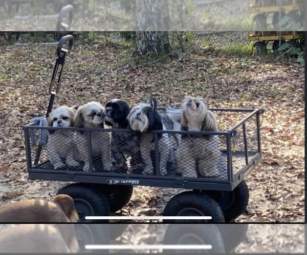 Medium Photo #1  Breeder Profile in GAUTIER, MS, USA