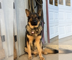 German Shepherd Dog Dog Breeder near LAUREL SPRINGS, NC, USA