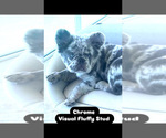 Small #1 Breeder Profile image