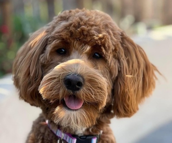 Medium Photo #1  Breeder Profile in MANTECA, CA, USA