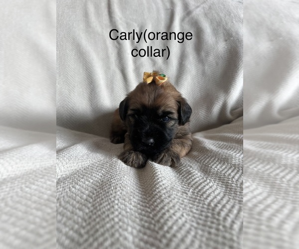 Medium Photo #11  Breeder Profile in PHOENIX, AZ, USA