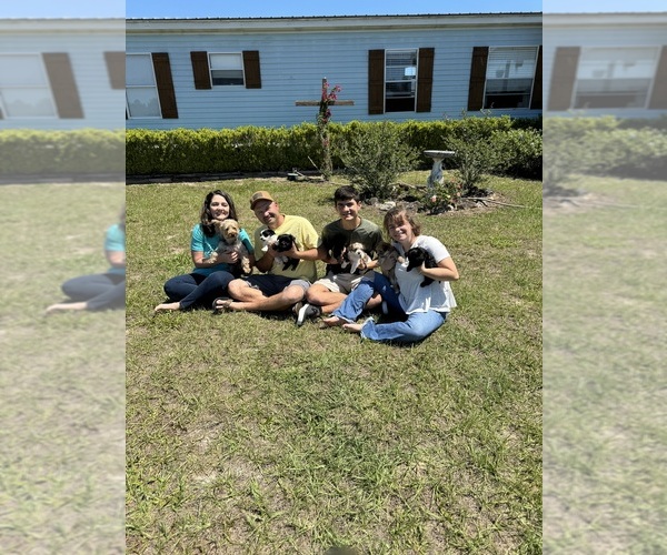 Medium Photo #1  Breeder Profile in UMATILLA, FL, USA
