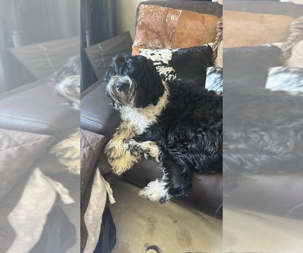 Medium Photo #28  Breeder Profile in BAYTOWN, TX, USA