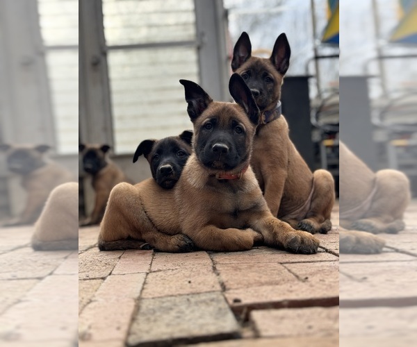 Medium Photo #1  Breeder Profile in GLEN MILLS, PA, USA