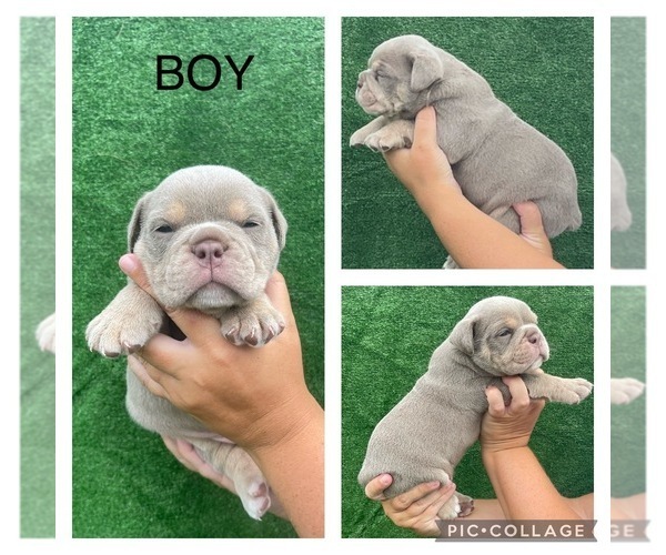 Medium Photo #1  Breeder Profile in SAINT AUGUSTINE, FL, USA