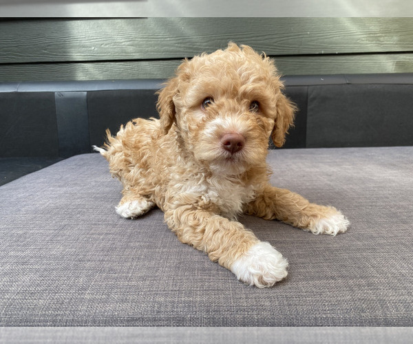 Medium Photo #17  Breeder Profile in VANCOUVER, WA, USA