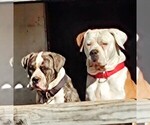 Small Photo #85  Breeder Profile in TOMBALL, TX, USA