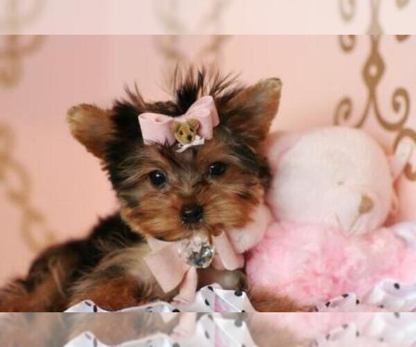 Medium Photo #4  Breeder Profile in WEST PALM BEACH, FL, USA