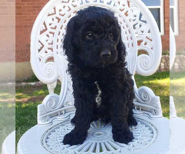 Medium Photo #4  Breeder Profile in ROY, UT, USA