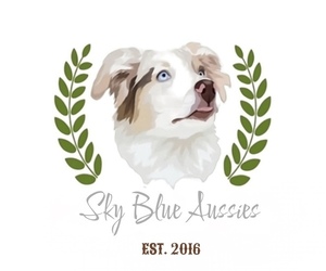 Australian Shepherd Dog Breeder near ATLANTA, GA, USA
