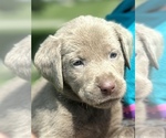 Small #5 Breeder Profile image