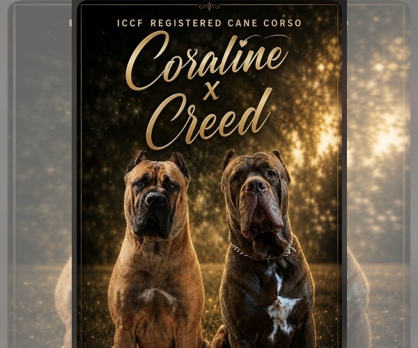 Medium Photo #1  Breeder Profile in COLLINSTON, LA, USA
