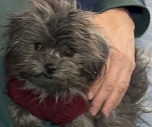 Pomeranian Dog Breeder near DIAMOND, MO, USA