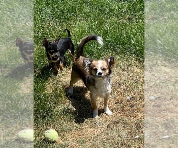 Medium Photo #84  Breeder Profile in TWINING, MI, USA