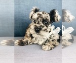 Small breeder photo