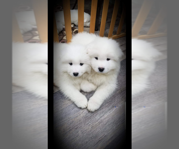 Medium Photo #1  Breeder Profile in MOUNT VERNON, WA, USA