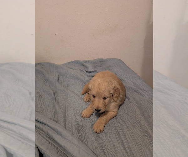 Medium Photo #14  Breeder Profile in ASHFORD, WA, USA