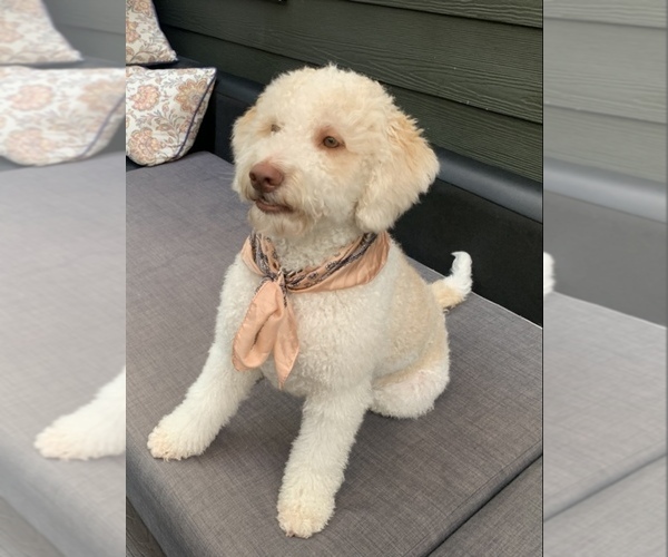 Medium Photo #3  Breeder Profile in VANCOUVER, WA, USA