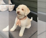 Small #2 Breeder Profile image