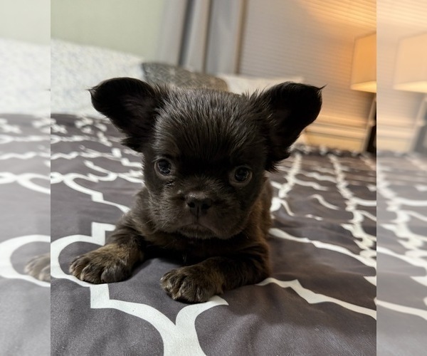 Medium Photo #21  Breeder Profile in PALMDALE, CA, USA