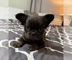 Small #20 Breeder Profile image