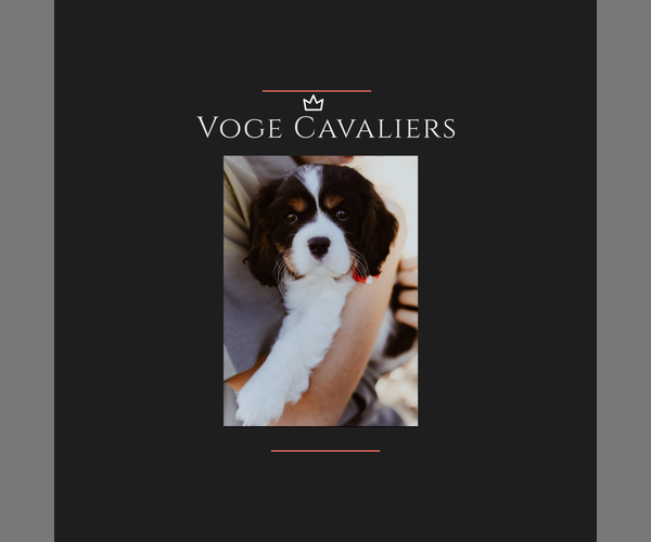 Medium Photo #1  Breeder Profile in TEMPLETON, CA, USA