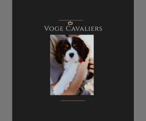 Cavalier King Charles Spaniel Dog Breeder in TEMPLETON,  USA
