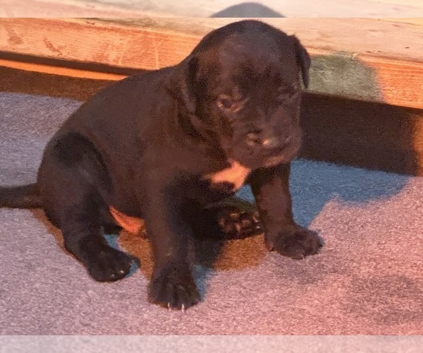 Medium Photo #6  Breeder Profile in SUMMERVILLE, SC, USA